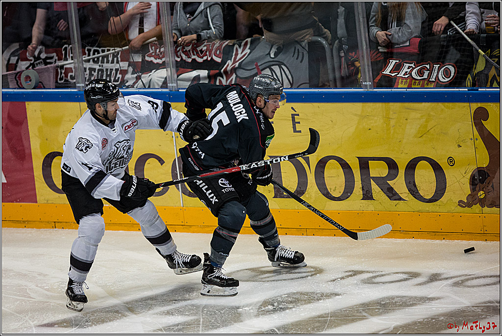 DEL, Koelner Haie - Nuernberg Ice Tiger, 24.01.2017